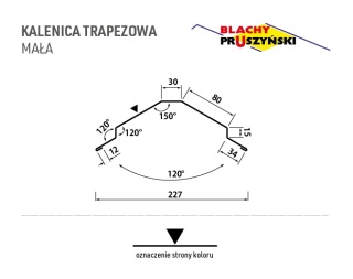 Kalenica TRAPEZOWA Mała Pruszyński